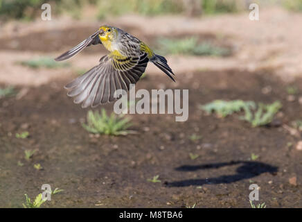 Canarie Atlantico in volo Foto Stock