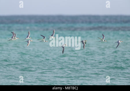 Bengaalse Poppe in vlucht oltre tropisch blauw acqua; Lesser Crested Tern (Thalasseus bengalensis) in volo su tropicale acqua blu Foto Stock