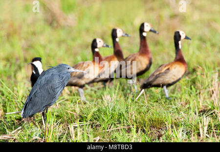 Zwarte Reiger zittend voor groep Witwangfluiteenden; Nero Heron appoggiato davanti a un gruppo di fronte bianco-Whistling-Ducks Foto Stock