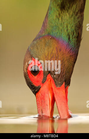 Zwarte Ooievaar, Cicogna Nera, Ciconia nigra Foto Stock