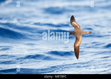 Bulwers Stormvogel, Bulwer's, Petrel Bulweria bulwerii Foto Stock