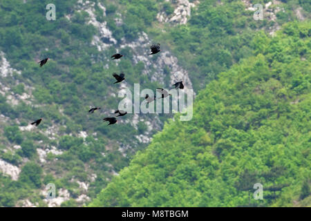 Groep Alpenkraaien porta vliegend een dal; Gruppo di gracchi alpini volando attraverso una valle Foto Stock