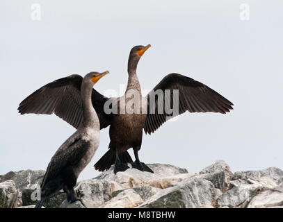 Geoorde Aalscholver; doppio-crested cormorano (Phalacrocorax auritus) Foto Stock