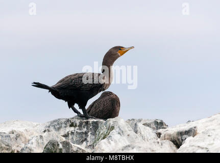 Geoorde Aalscholver; doppio-crested cormorano (Phalacrocorax auritus) Foto Stock