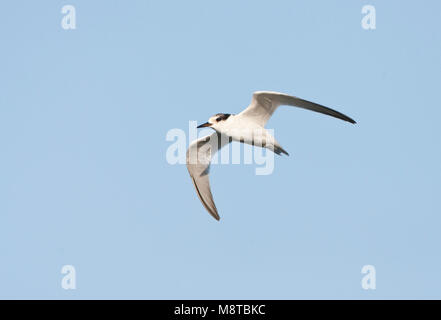 Onvolwassen Dwergstern in vlucht; immaturo Fraticello (Sternula albifrons) in volo Foto Stock