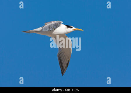 Grande Crested Tern in volo Foto Stock