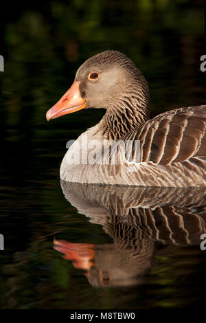 Grauwe Gans, Graylag Goose, Anser anser Foto Stock