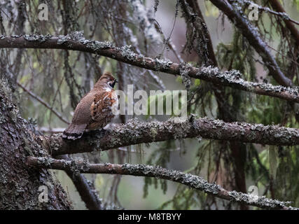 Hazelhoen; Francolino di monte (Tetrastes bonasia) Foto Stock