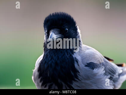 Bonte Kraai portret; cornacchia mantellata close-up Foto Stock