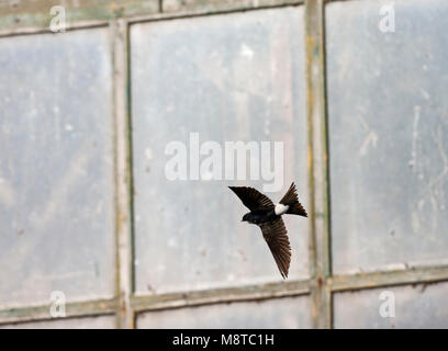Huiszwaluw vliegend voor een oude schuur; Casa comune Martin battenti di fronte a un vecchio fienile Foto Stock