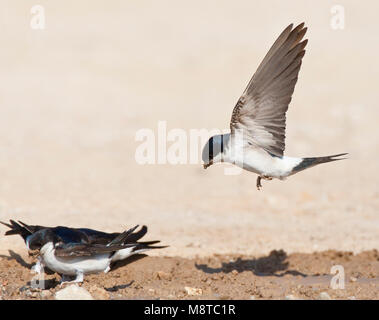 In Huiszwaluw vlucht; Casa comune Martin (Delichon urbicum) in volo Foto Stock