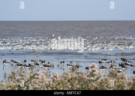 Scholeksters en Kluten nel Waddenzee; beccacce di mare e Pied avocette al mare di Wadden Foto Stock