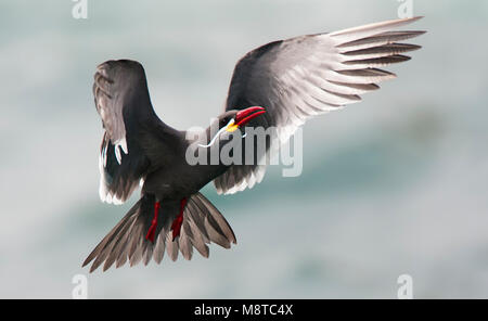 Incastern, Inca Tern, Larosterna inca Foto Stock