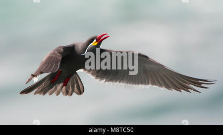 Incastern, Inca Tern, Larosterna inca Foto Stock