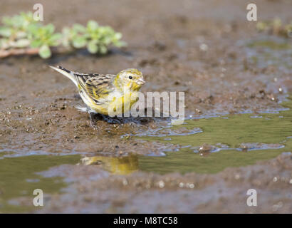 Canarie atlantiche sull'isola di Madera Foto Stock