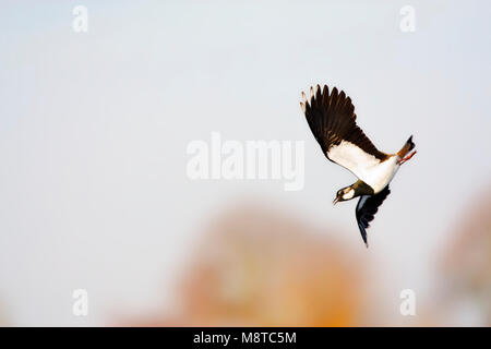 Kievit, Pavoncella; Vanellus vanellus Foto Stock