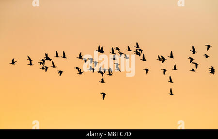 Goep overwinterende Kleine Rietganzen; Stormo di rosa-footed oche (Anser brachyrhynchus) in Norfolk Foto Stock