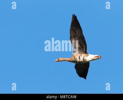In Kolgans vlucht; maggiore bianco-fronteggiata Goose (Anser albifrons) in volo Foto Stock
