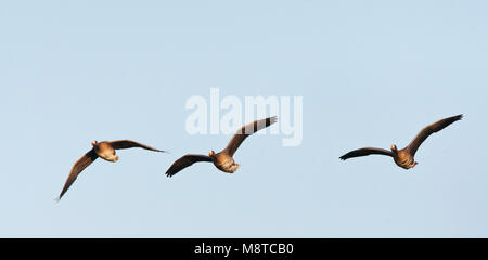 Overwinterende groep Kolganzen; Stormo di bianco-fronteggiata oche (Anser albifrons) su Texel, Paesi Bassi. Foto Stock