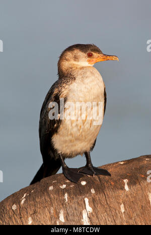 Afrikaanse Onvolwassen Dwergaalscholver; immaturo Long-tailed cormorano Foto Stock