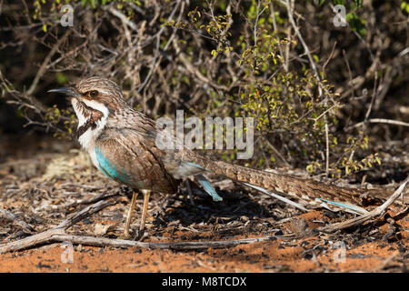 Langstaartgrondscharrelaar nella foresta spinosa Madagascar; Long-tailed Ground-Roller (Uratelornis chimera) nella foresta Spinfo, Madagascar Foto Stock