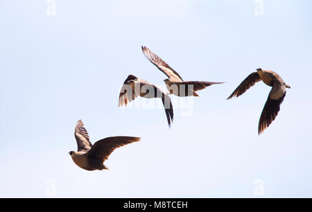 In Madagaskarzandhoen vlucht; Madagascar Sandgrouse (Pterocles personatus) in volo Foto Stock