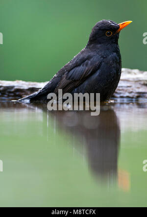 Mannetje Merel zittend in het acqua incontrato spiegelbeeld; maschio Blackbird seduta in acqua con la sua riflessione Foto Stock