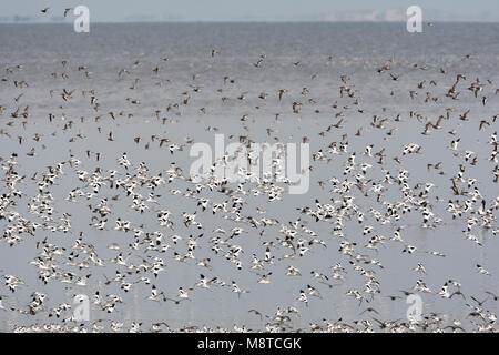 Grote groepen vogels in Westhoek; stormi di uccelli a Westhoek Foto Stock