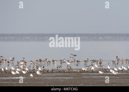 Grote groepen vogels in Westhoek; stormi di uccelli a Westhoek Foto Stock