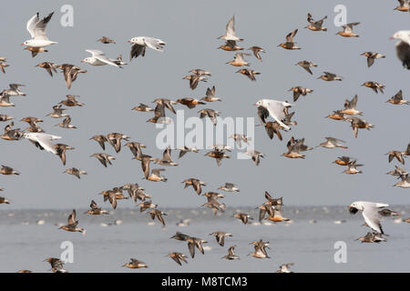 Groep vogels vliegend boven zee; stormo di uccelli in volo sopra il livello del mare Foto Stock