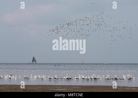 Grote groepen vogels in Westhoek; stormi di uccelli a Westhoek Foto Stock