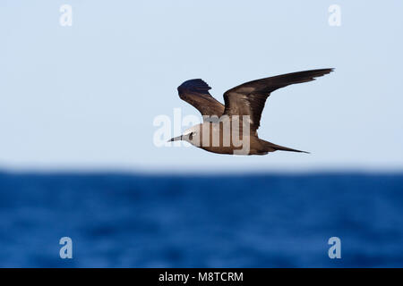 Noddy, Noddy marrone, Anous stolidus Foto Stock