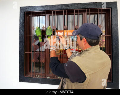 Oranjevleugelamazone paar als huisdier presso il ristorante in Colombia; arancione-winged Amazon detenute als pet Foto Stock