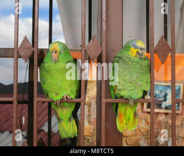 Oranjevleugelamazone paar als huisdier presso il ristorante in Colombia; arancione-winged Amazon detenute als pet Foto Stock