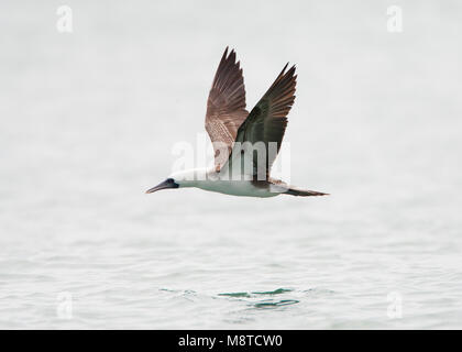 Humboldtgent peruviana Booby, Sula variegata Foto Stock