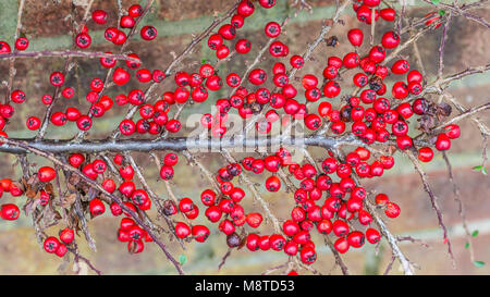 Una macro shot di alcuni rosso brillante cotoneaster bush bacche. Foto Stock