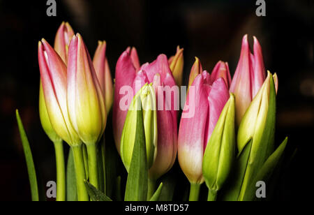 Boccioli di rosa eleganza tulipani su sfondo scuro Foto Stock