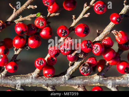 Una macro shot di alcuni red cotoneaster bacche. Foto Stock