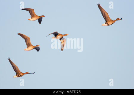 Kolgans groep vliegend in formatie; maggiore bianco-fronteggiata Goose gregge volare in formazione Foto Stock