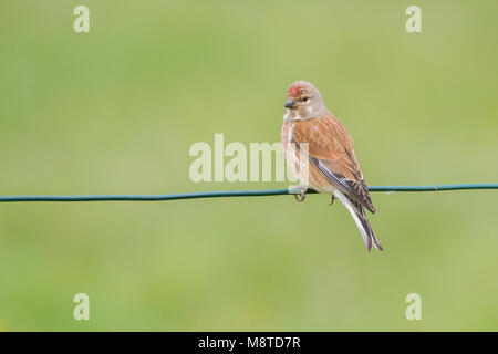 Kneu zit op tak; Comune Linnet appollaiato sul ramo Foto Stock