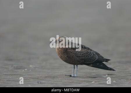 Juveniele Kleine Jager op het strand; capretti Jaeger parassita sulla spiaggia Foto Stock