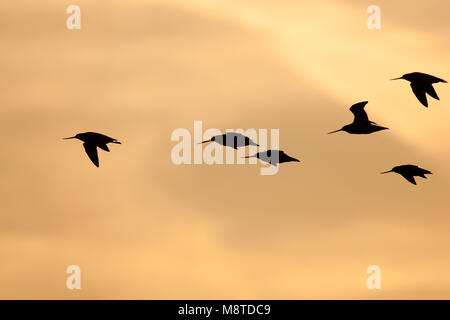 Groepje Rosse Grutto in de vlucht; Gregge di Bar-tailed godwits in volo Foto Stock