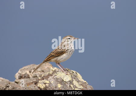 Berthelots Pieper op de grond; Berthelot's Pipit sul terreno Foto Stock