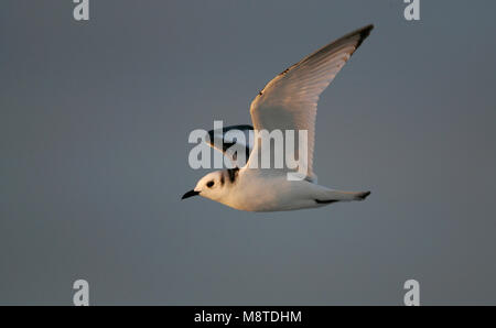 Nero-zampe immatura Kittiwake battenti; Drieteenmeeuw onvolwassen vliegend Foto Stock