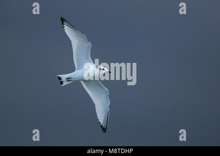 Nero-zampe immatura Kittiwake battenti; Drieteenmeeuw onvolwassen vliegend Foto Stock