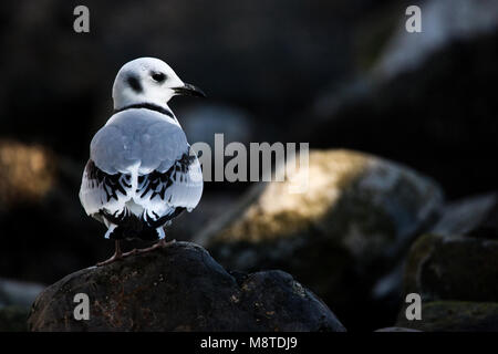 Juveniele Drieteenmeeuw; capretti nero-Kittiwake zampe Foto Stock