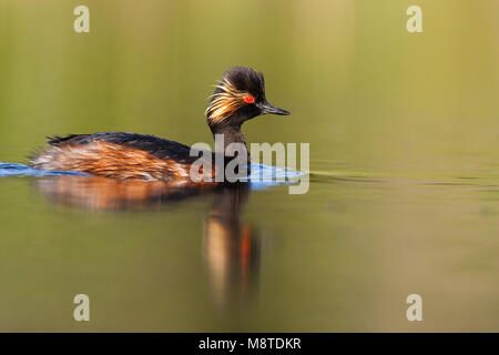 Geoorde Fuut in zomerkleed; nero a collo svasso in summerplumage Foto Stock