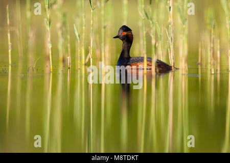 Geoorde Fuut in zomerkleed; nero a collo svasso in summerplumage Foto Stock