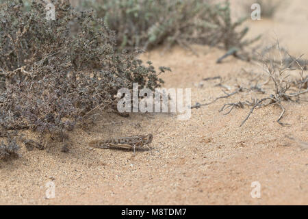 Desert Locust (Schistocerca gregaria) Foto Stock