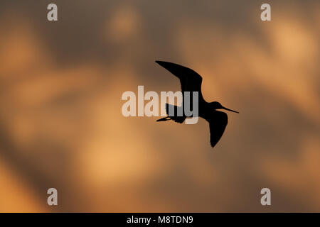 Grutto in de vlucht; nero-tailed Godwit in volo Foto Stock